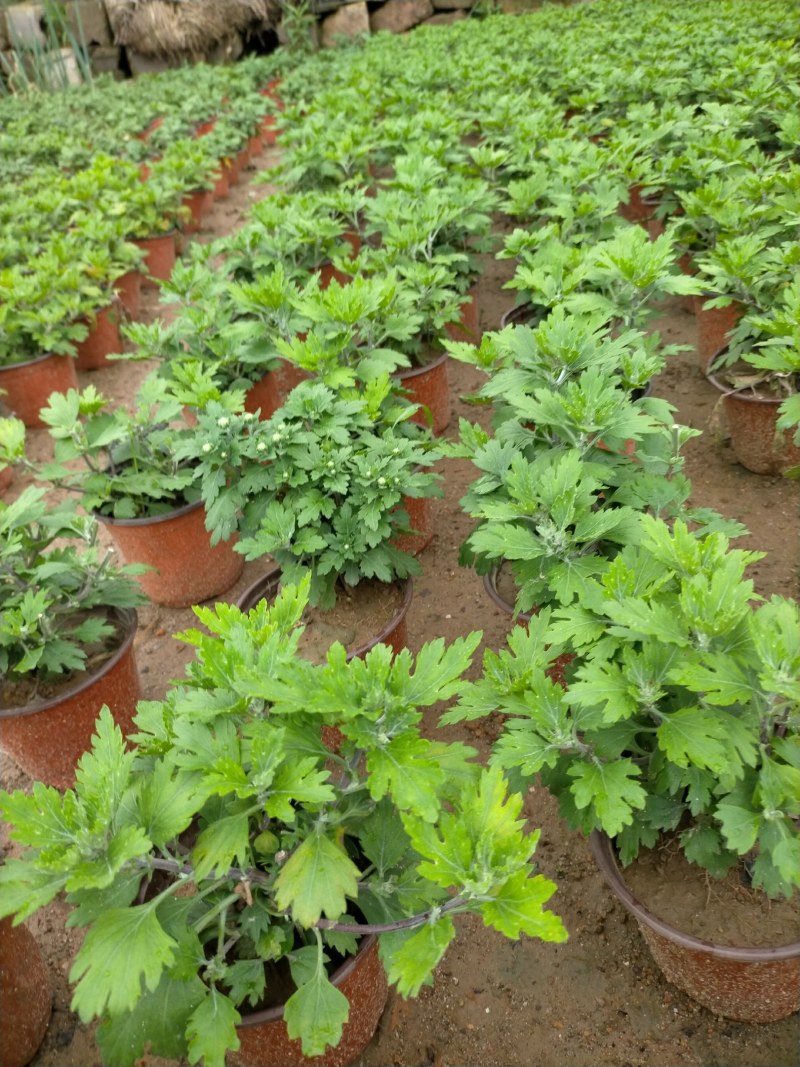 国庆菊（千头菊）草花种植基地