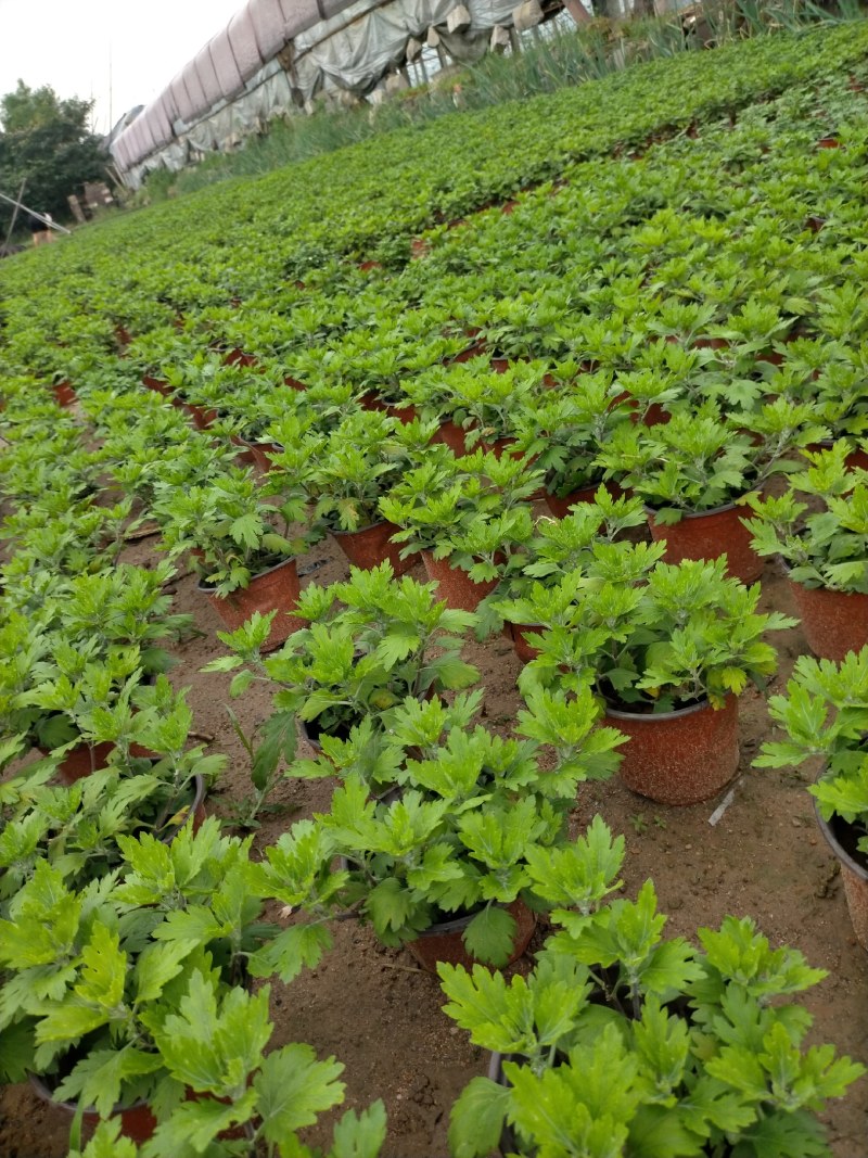 国庆菊（千头菊）草花种植基地