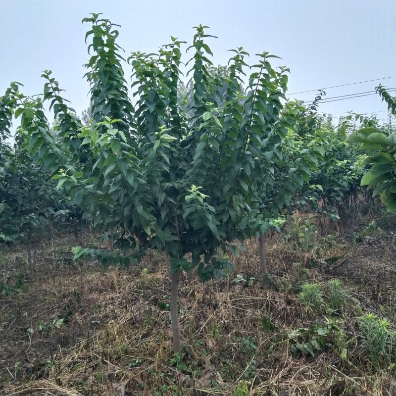 河南供应精品5---45公分腊梅