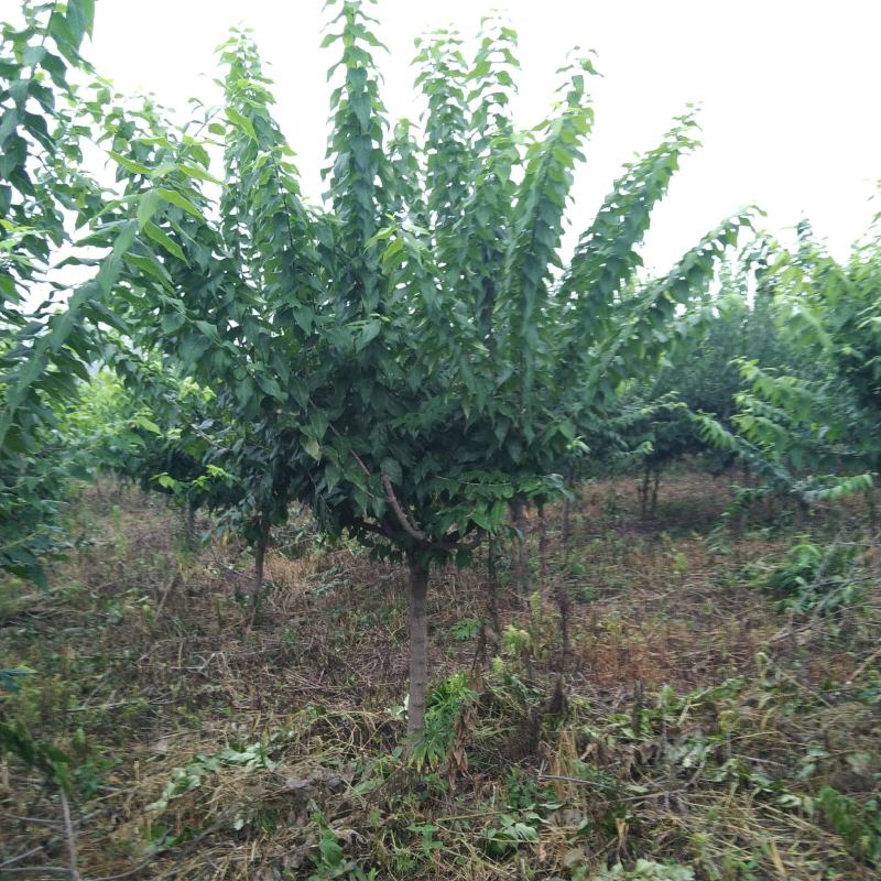河南供应精品5---45公分腊梅