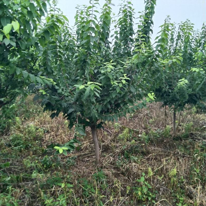 河南供应精品5---45公分腊梅