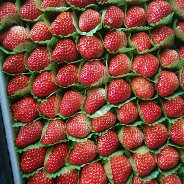 江苏草莓红颜草莓奶油草莓大量上市保质保量价格可详谈电联