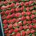 江苏草莓红颜草莓奶油草莓大量上市保质保量价格可详谈电联