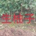 庄氏鑫兴苗木实生柚子苗