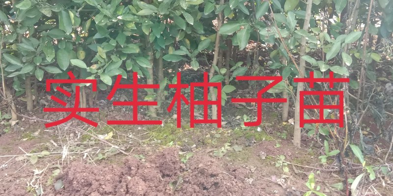 庄氏鑫兴苗木实生柚子苗