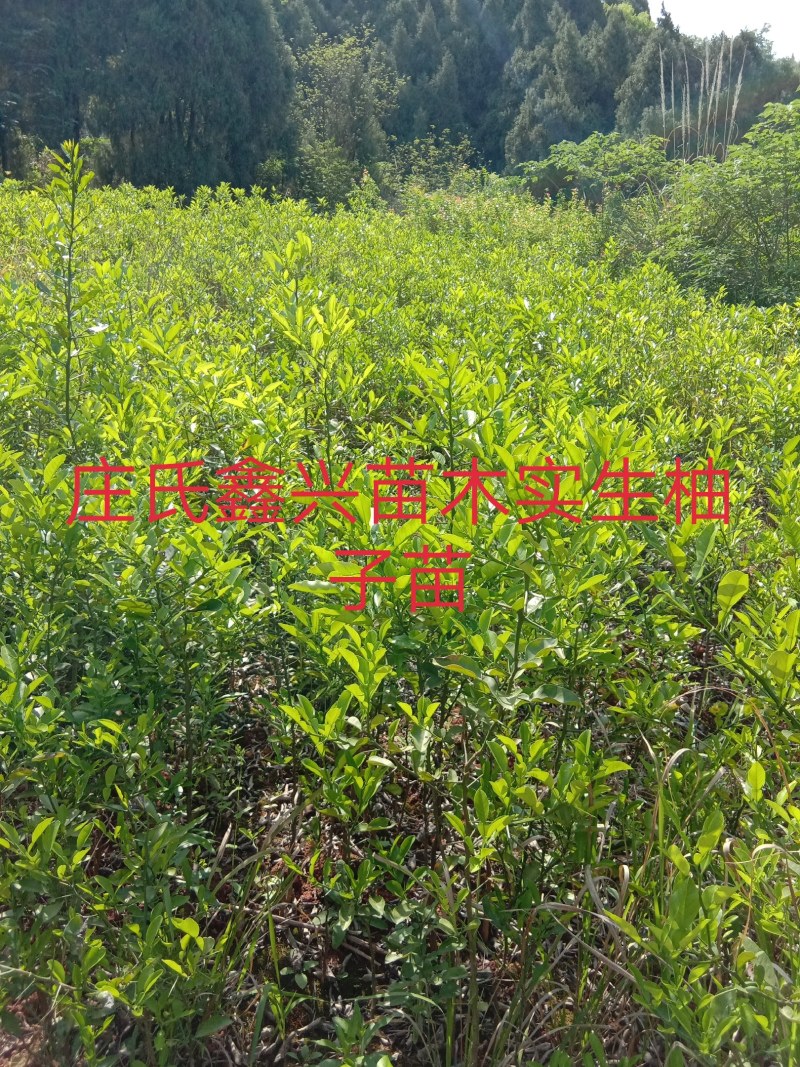 庄氏鑫兴苗木实生柚子苗