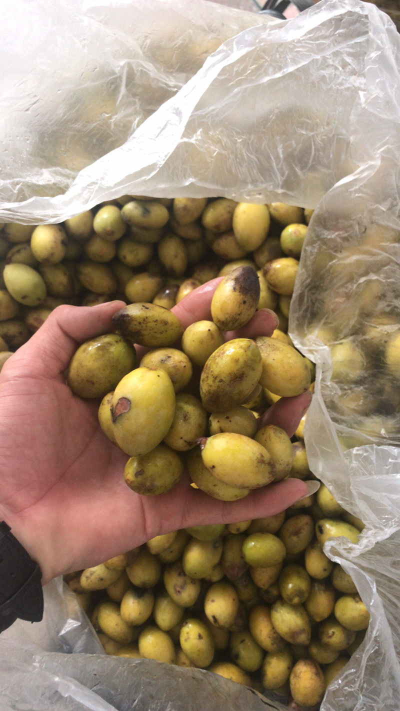新鲜花皮橄榄，支持线上交易