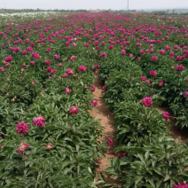 芍药种根成活高包正品放心苗花色齐全欢迎选购