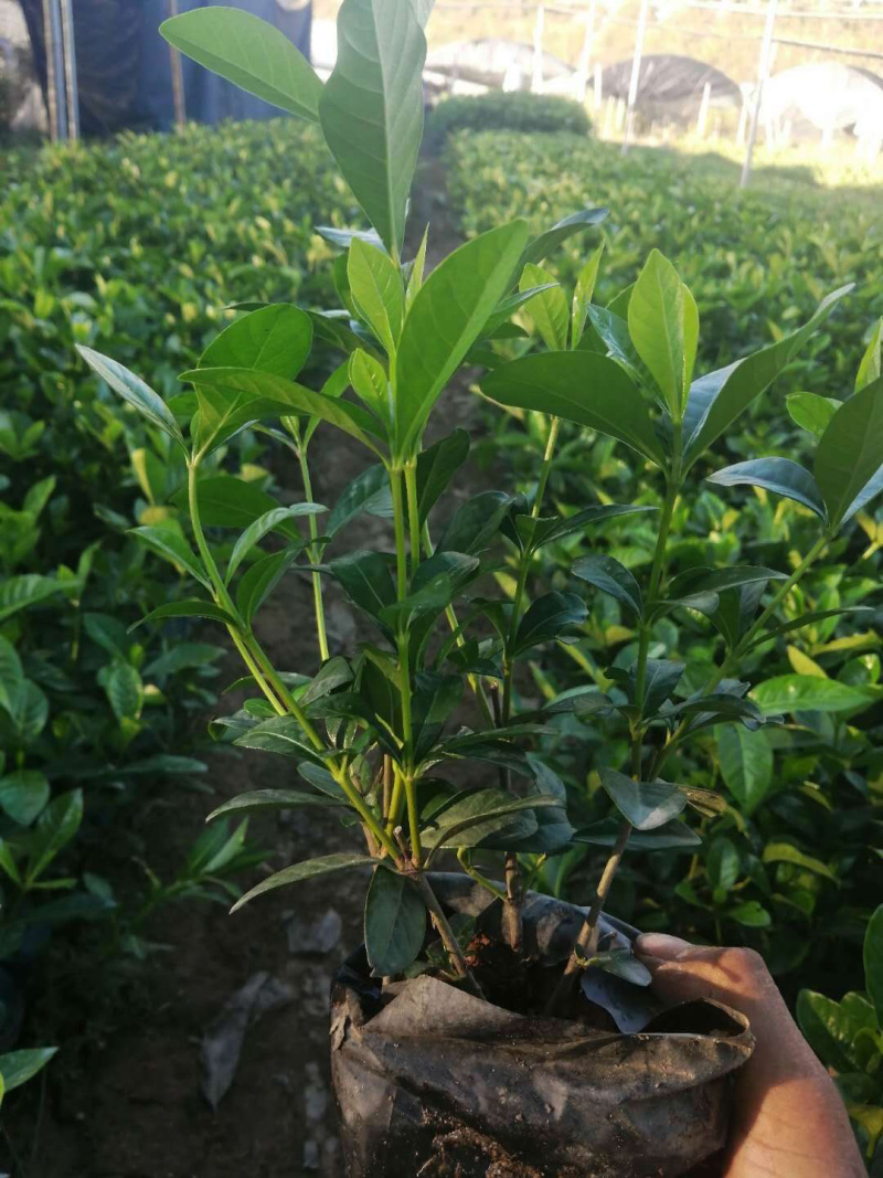 大叶栀子大袋，中袋大量批发