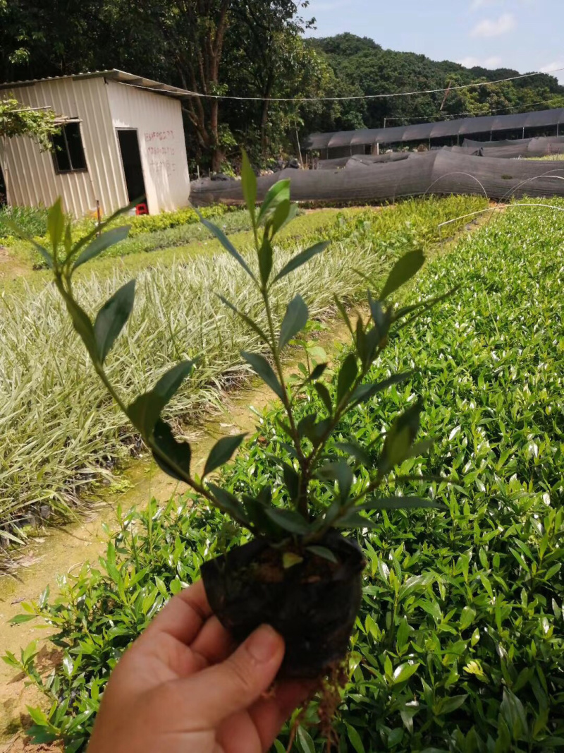 小叶栀子，大袋中袋，批发