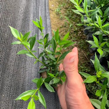 小叶栀子，大袋中袋，批发