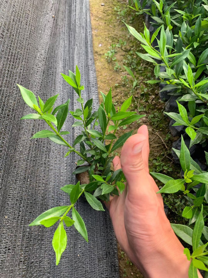 小叶栀子，大袋中袋，批发