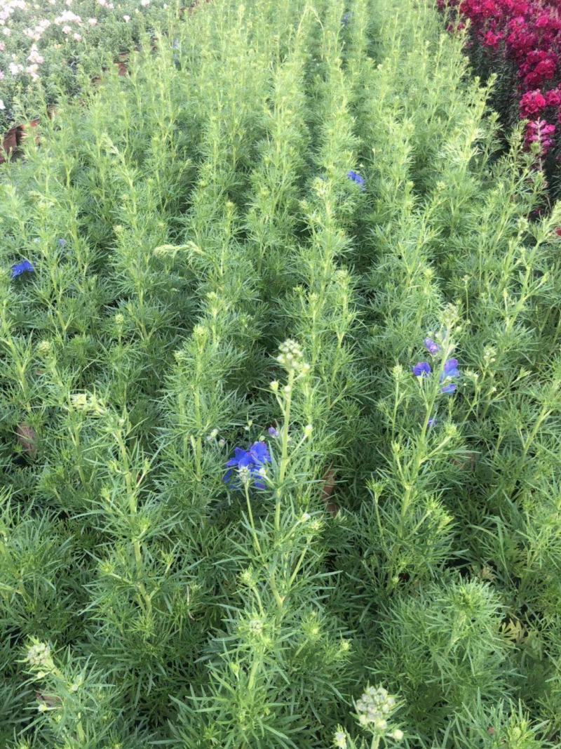 自家苗圃供应飞燕草杯苗基地直销一手货源视频看货保