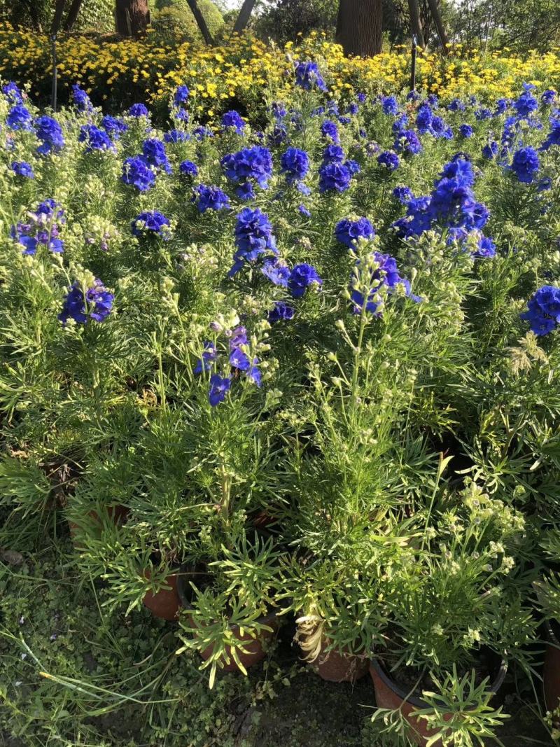 自家苗圃供应飞燕草杯苗基地直销一手货源视频看货保