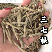 三七根三七保庆药业批发三七根