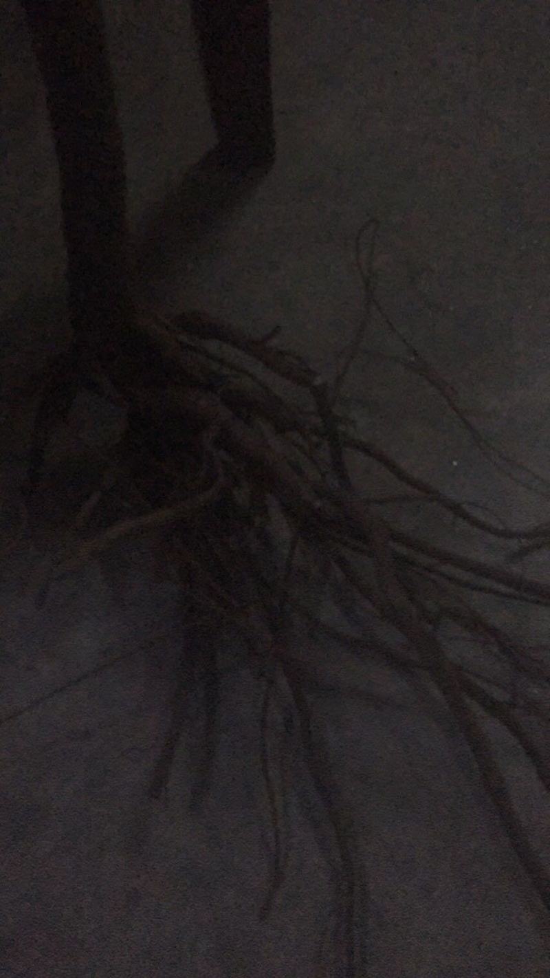 黄花倒水莲，野生黄花倒水莲一味很好的打药