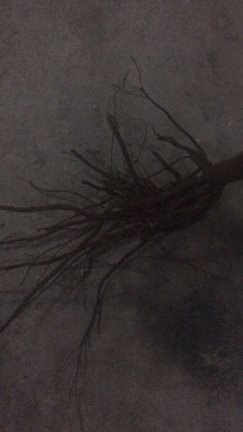 黄花倒水莲，野生黄花倒水莲一味很好的打药