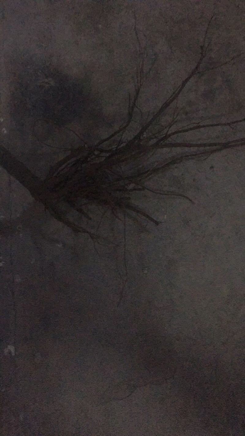黄花倒水莲，野生黄花倒水莲一味很好的打药