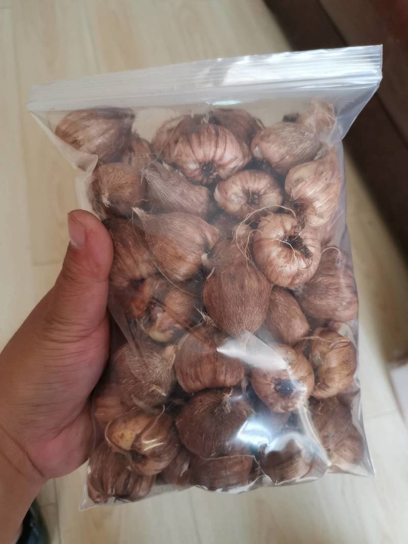 香雪兰小苍兰种球大球/小籽球基地自产对版盆栽切花生产