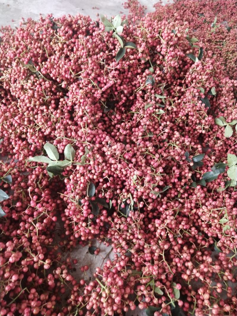 大红袍花椒颗粒大香味足，颜色鲜红，一手货源，有冷库保鲜