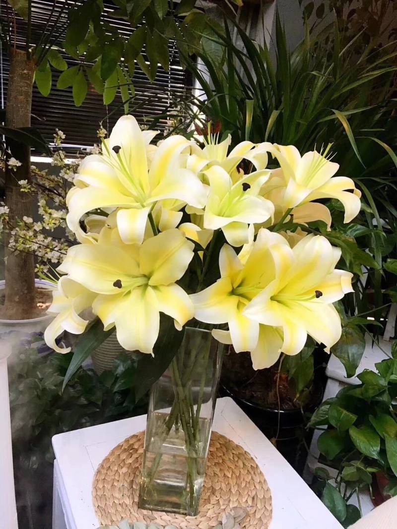 香水百合种球荷兰原装进口一代球保对版一手货源