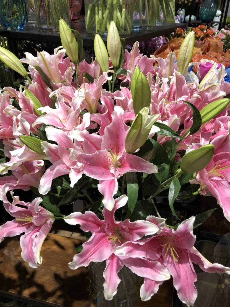 香水百合种球荷兰原装进口一代球保对版一手货源