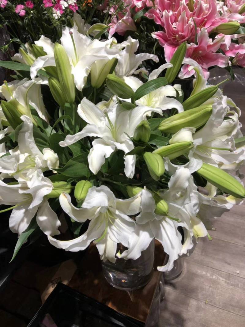 香水百合种球荷兰原装进口一代球保对版一手货源