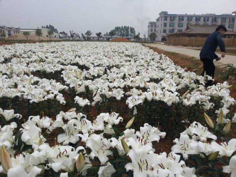 香水百合种球荷兰原装进口一代球保对版一手货源