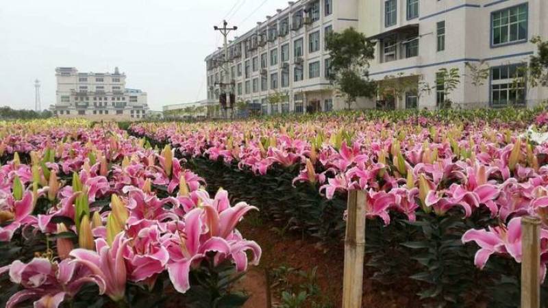 香水百合种球荷兰原装进口一代球保对版一手货源