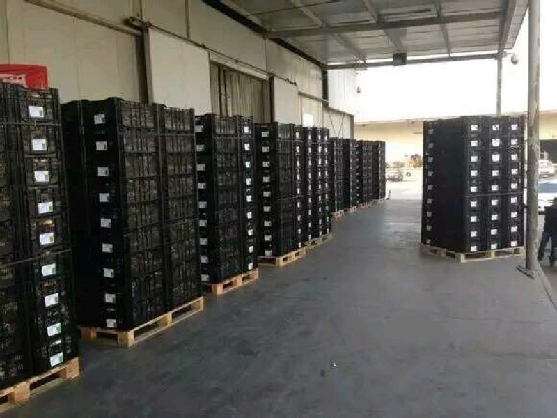 香水百合种球荷兰原装进口一代球保对版一手货源