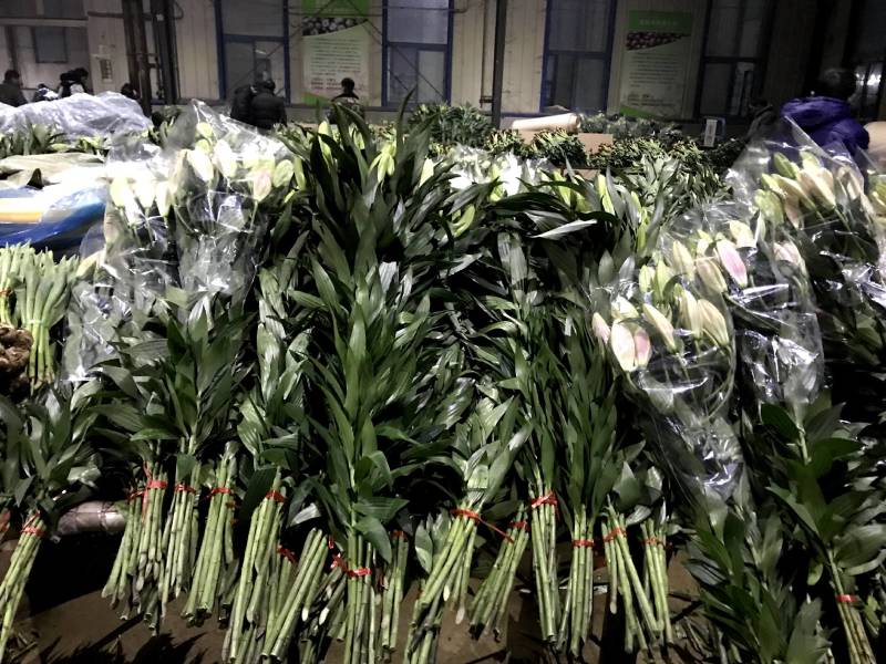 香水百合种球荷兰原装进口一代球保对版一手货源