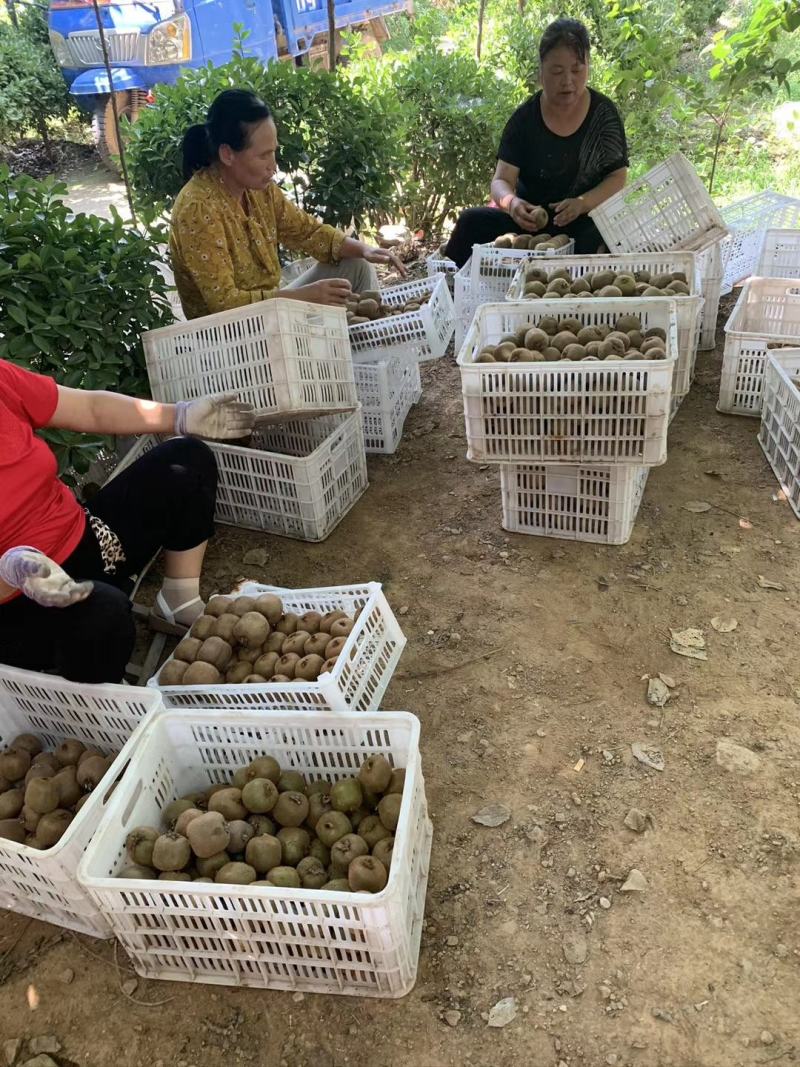 精品猕猴桃小桃产地直供香甜浓香品质优良。大量供应一手货源