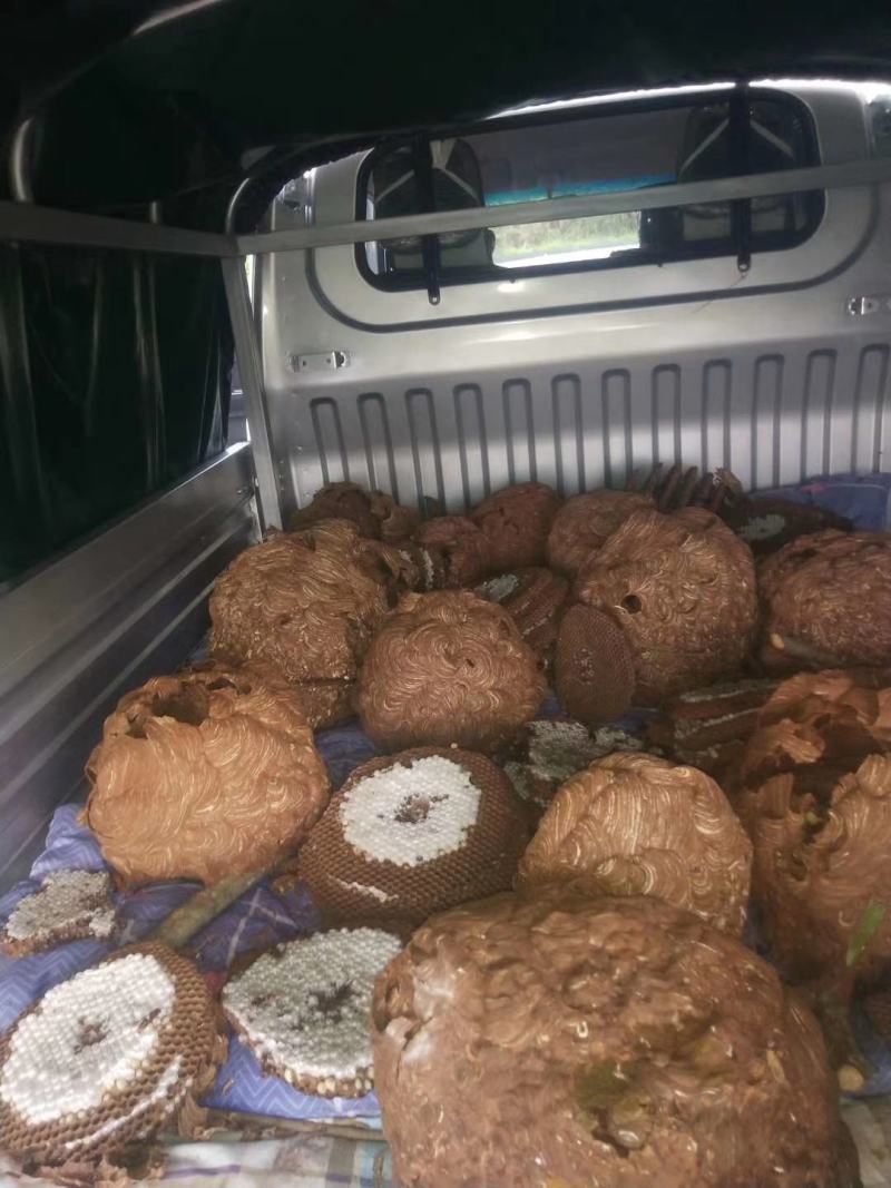 蜂蛹大量上市需要联系我