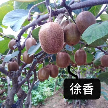 猕猴桃小桃，大量有货，啥品种都有。一手资源。