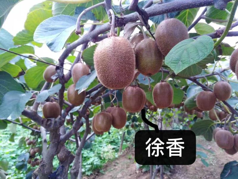 猕猴桃小桃，大量有货，啥品种都有。一手资源。