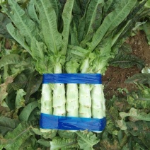 青皮青肉【莴苣-红叶香莴苣】质量保证，基地直供，代发全国