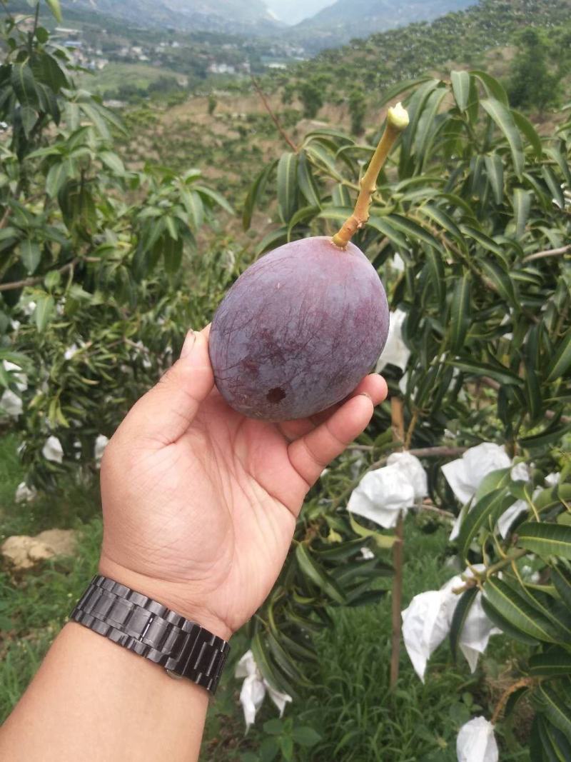攀枝花特产吉禄新鲜上市