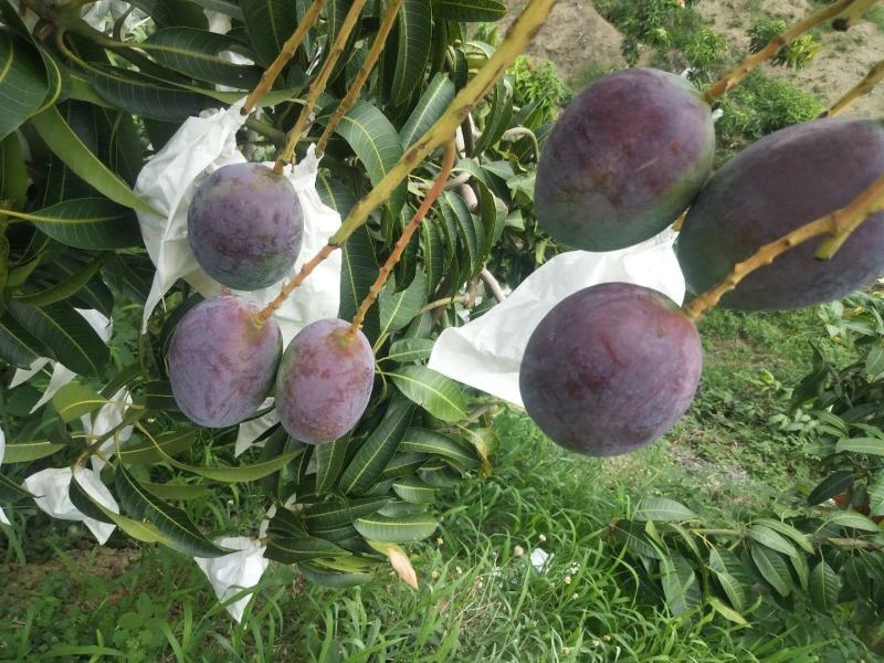 攀枝花特产吉禄新鲜上市