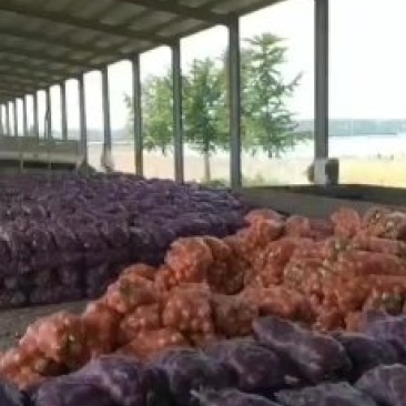 基地直供红皮黄皮洋葱提供找车可带发