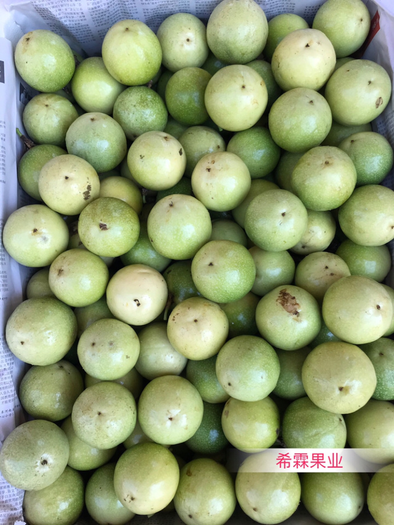 【黄金百香果】中小果，芭乐味，汁多，果肉饱满，现货