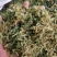 精品伸筋草中药材产地直销