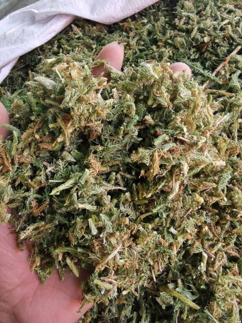 精品伸筋草中药材产地直销