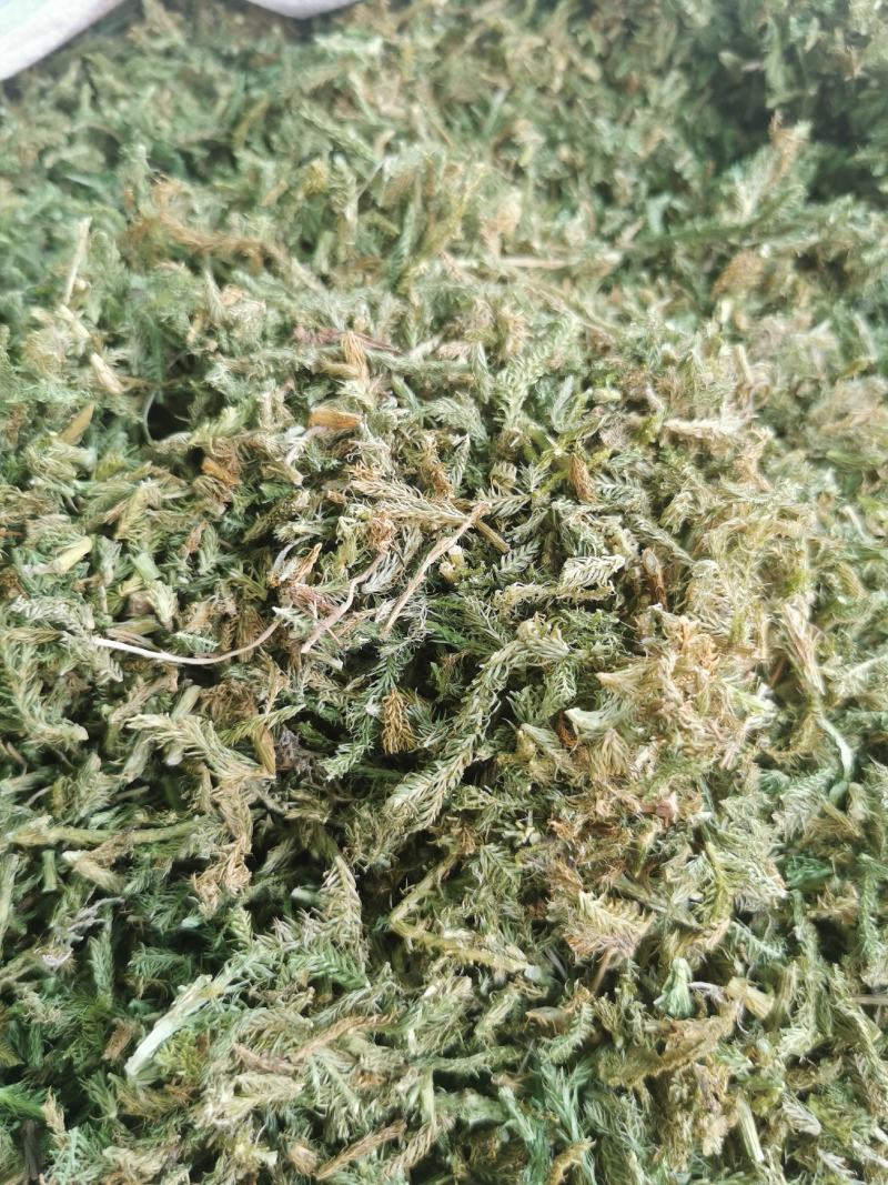精品伸筋草中药材产地直销