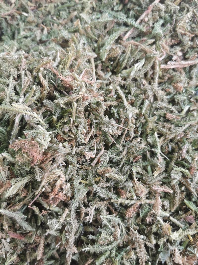 精品伸筋草中药材产地直销