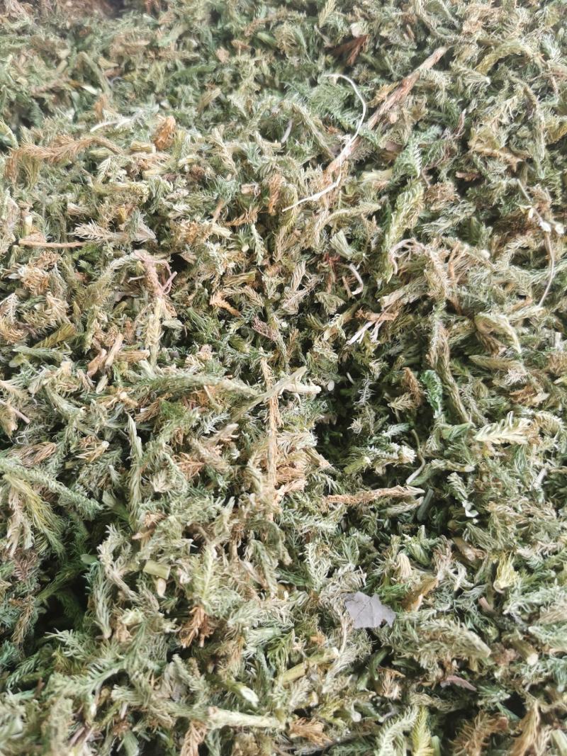 精品伸筋草中药材产地直销