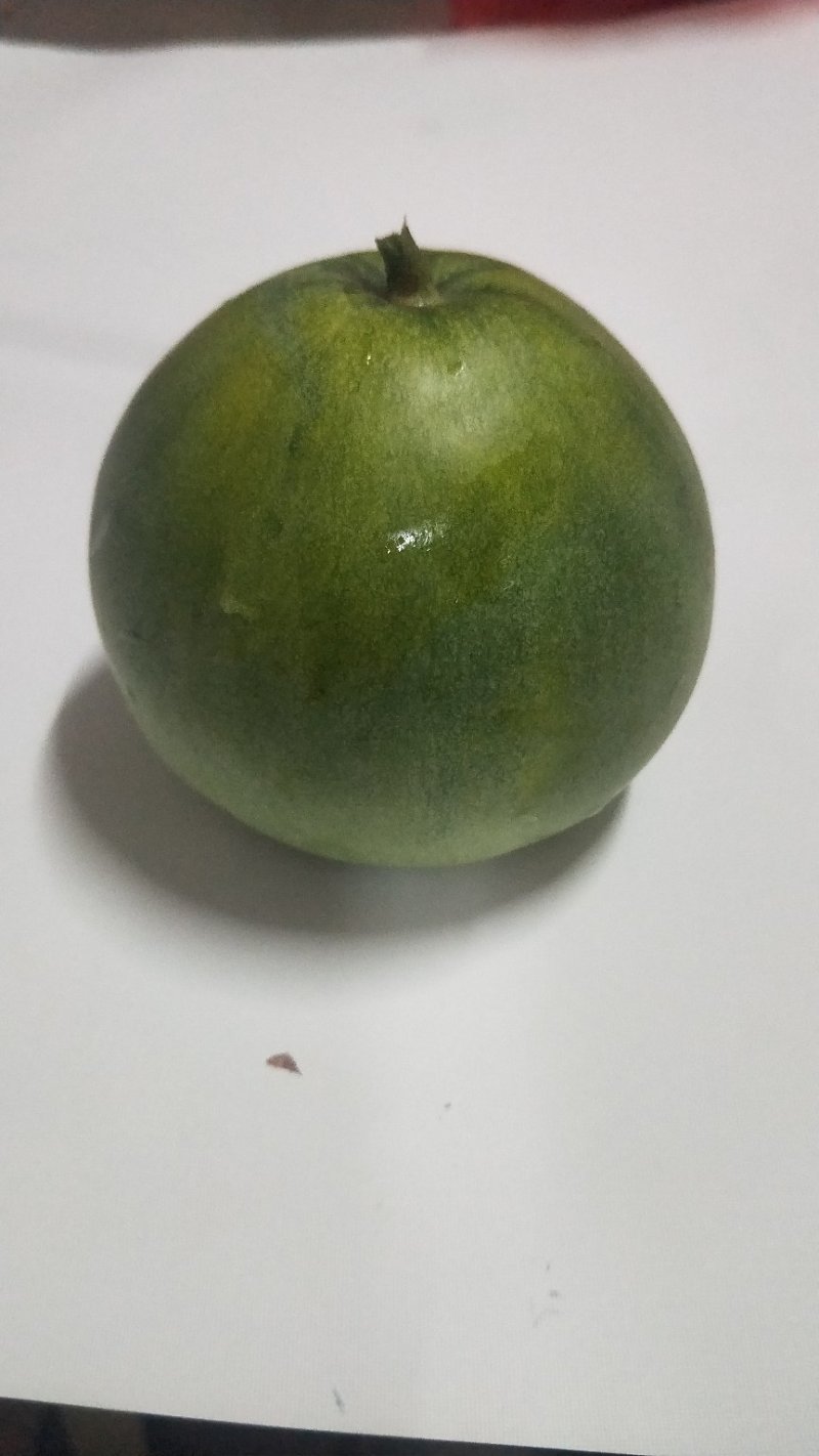 绿宝甜瓜