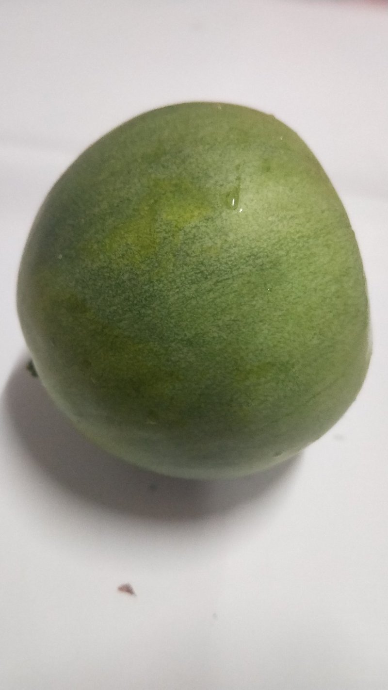 绿宝甜瓜