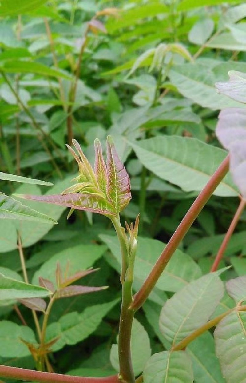 矮化大棚香椿苗正宗泰山红油香椿种苗，营养丰富色艳味浓