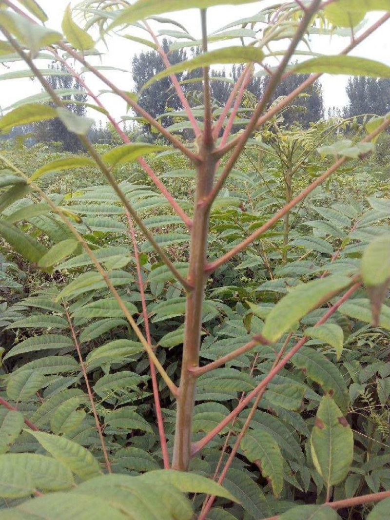 矮化大棚香椿苗正宗泰山红油香椿种苗，营养丰富色艳味浓