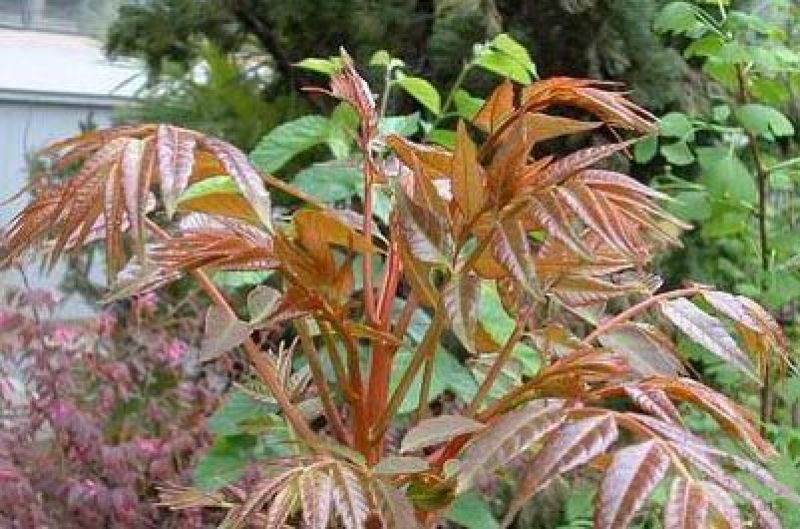 矮化大棚香椿苗正宗泰山红油香椿种苗，营养丰富色艳味浓